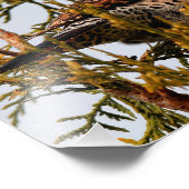 木の中の雄の赤いシャフトの北フリッカ フォトプリント            (角)