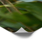 木の中の驚くほど可愛いベビーコアラ ポスター (角)