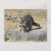 木の丸太のアライグマ ポストカード (正面)