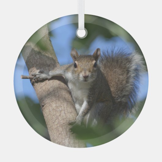 木の写真を撮る野生動物のリス ガラスオーナメント (正面)