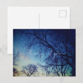 木の写真撮影 ポストカード (正面/裏面)