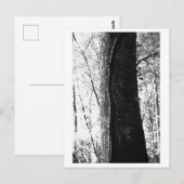 木の写真 - ウッディ ポストカード (正面/裏面)