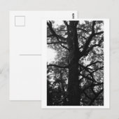 木の写真 - フェロニア ポストカード (正面/裏面)