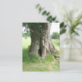 木の写真 ポストカード (スタンド正面)