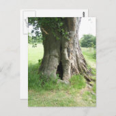 木の写真 ポストカード (正面/裏面)