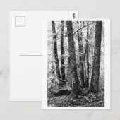 木の写真 - 森 ポストカード (正面/裏面)