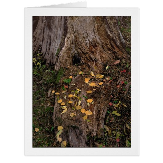 「木の切り株と飼料」 (正面)