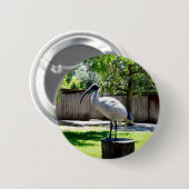 木の切り株にビン・チキン（イビス） 缶バッジ (正面&裏面)