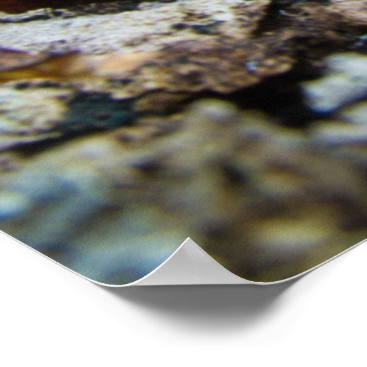 木の切り株に生えるフボールキノコ ポスター (角)