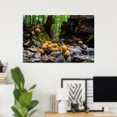 木の切り株に生えるフボールキノコ ポスター (ホームオフィス)