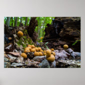 木の切り株に生えるフボールキノコ ポスター (正面)