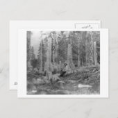 木の切り株はDonnerのパーティーによって削減しました インビテーションポストカード (正面/裏面)