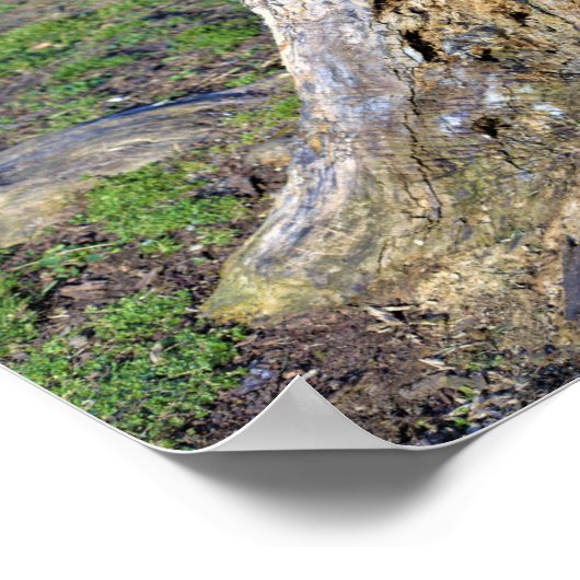 木の切り株ポスター ポスター (角)