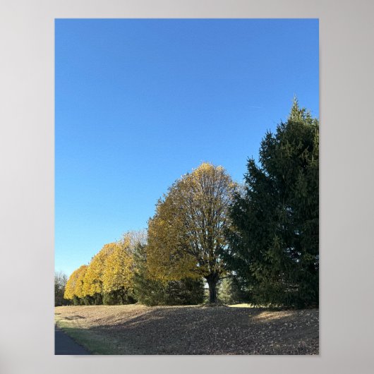 木の列のポスター ポスター (正面)