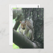 木の動物の芸術の郵便はがきのリス ポストカード (正面/裏面)
