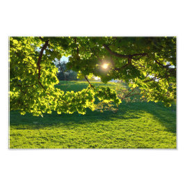 木の夢 フォトプリント