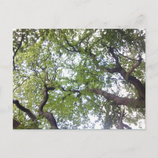 木の天蓋の写真はがきに ポストカード (正面)