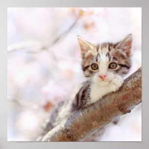 木の子猫 ポスター