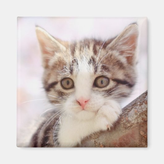 木の子猫 マグネット (正面)