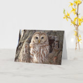 木の巣カードのアメリカフクロウ カード (黄色い花)