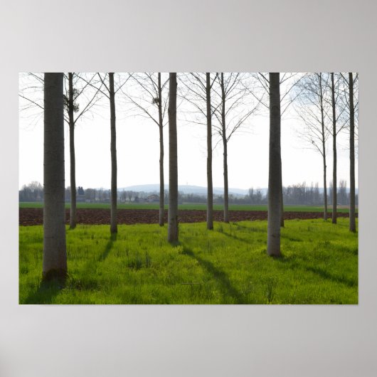 木の幹とフランスの田舎 ポスター (正面)
