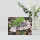 木の幹のキノコ ポストカード (スタンド正面)