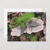 木の幹のキノコ ポストカード (正面/裏面)