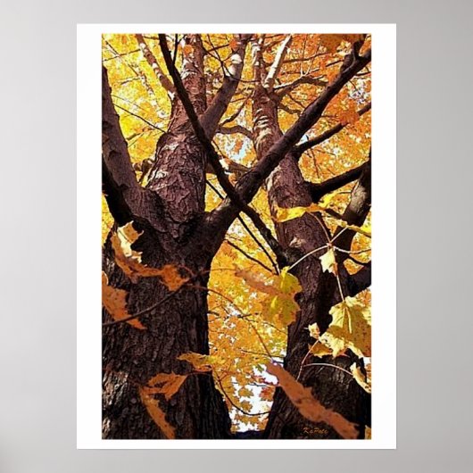 木の幹のビュー ポスター (正面)