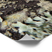 木の幹の地衣類の質感とパターン ポスター (角)