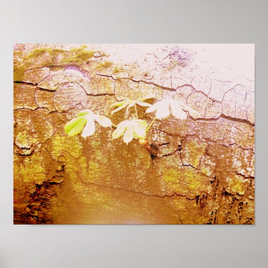 木の幹の新落ちたしい成長 ポスター (正面)