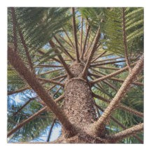 木の幹を見上げる