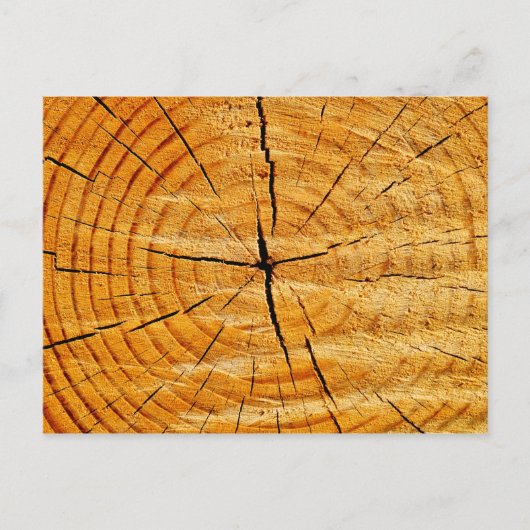 木の幹 ポストカード (正面)