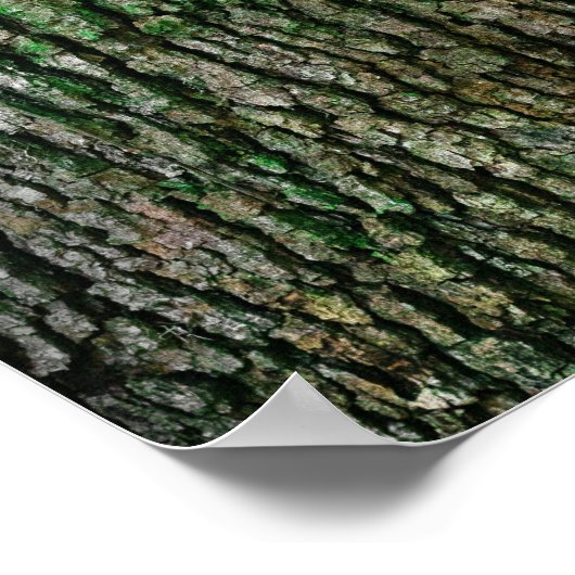 木の幹(木の樹皮) ポスター (角)