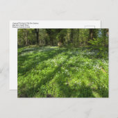 木の影を持つ野生のニンニクのカーペット。 ポストカード (正面/裏面)