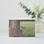 木の後からのぞくヤギ ポストカード (スタンド正面)