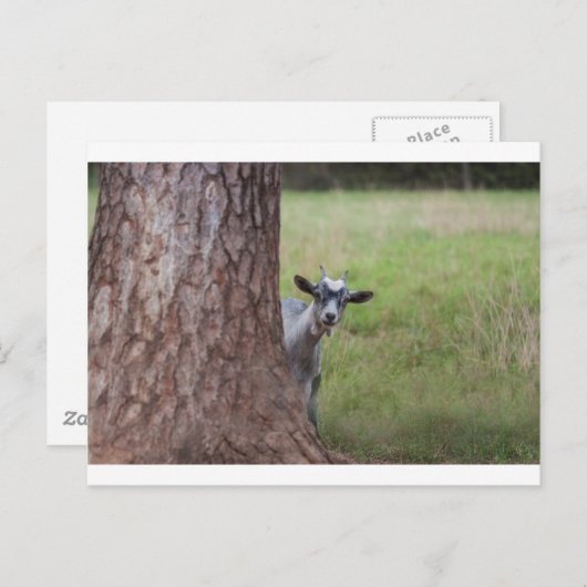 木の後からのぞくヤギ ポストカード (正面/裏面)