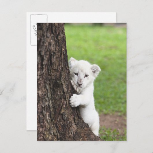 木の後ろに隠れている白いライオンの子。 ポストカード (正面/裏面)