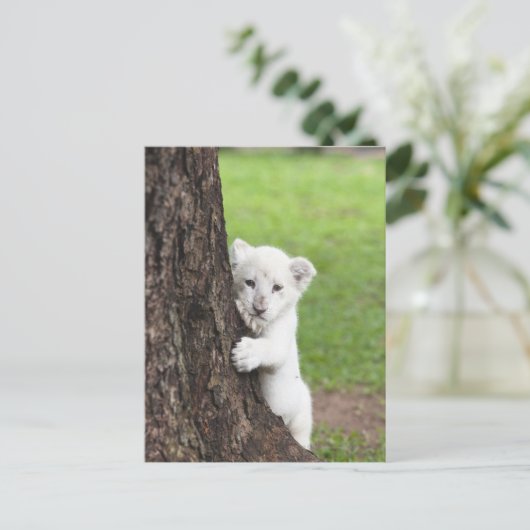 木の後ろに隠れている白いライオンの子。 ポストカード (スタンド正面)