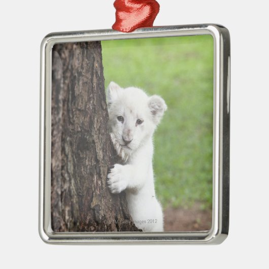 木の後ろに隠れている白いライオンの子 メタルオーナメント (左)