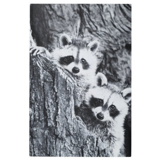 木の後ろの最も可愛いアライグマ メタルプリント