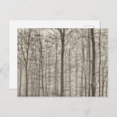 木の後ろの朝の霧が付いているB&Wの森林 ポストカード (正面/裏面)