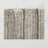 木の後ろの朝の霧が付いているB&Wの森林 ポストカード (正面)