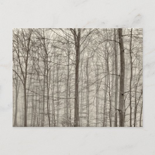 木の後ろの朝の霧が付いているB&Wの森林 ポストカード (正面)