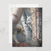 木の後ろの灰色のオオカミ ポストカード (正面/裏面)