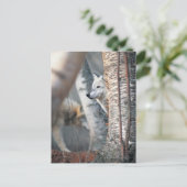 木の後ろの灰色のオオカミ ポストカード (スタンド正面)