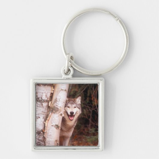 木の後ろの灰色の狼 キーホルダー (正面)