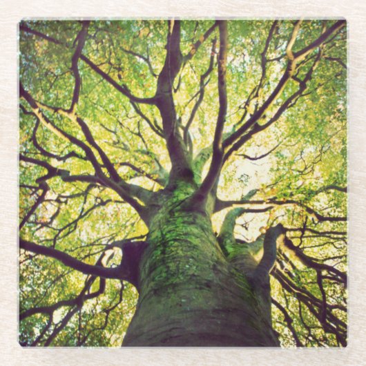 木の抱き締めること ガラスコースター (正面)