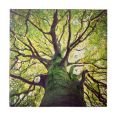 木の抱き締めること タイル (正面)