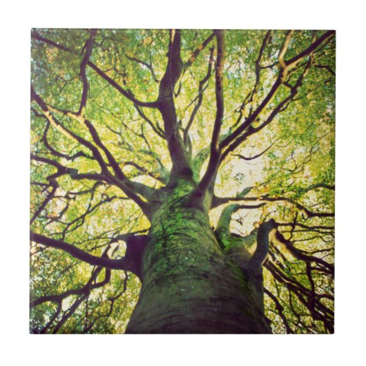 木の抱き締めること タイル (正面)