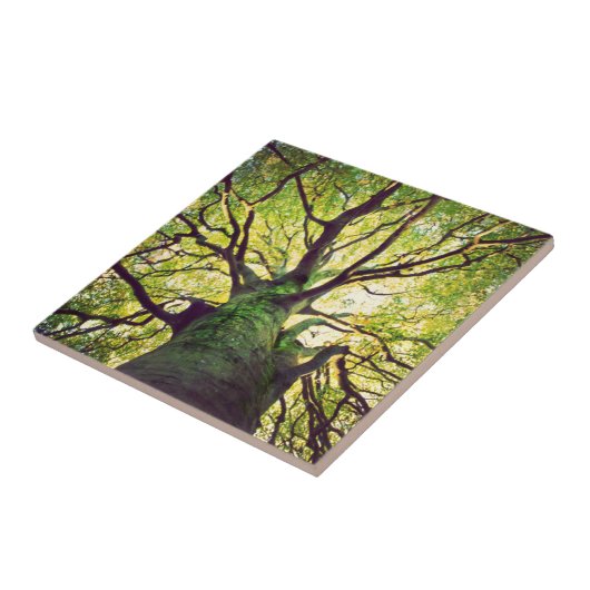 木の抱き締めること タイル (側面)